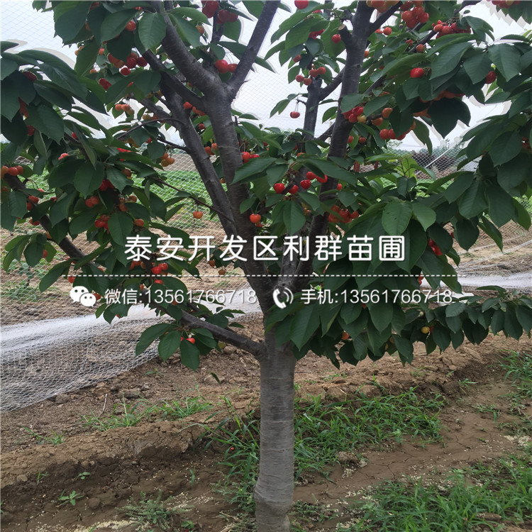 矮化櫻桃樹樹苗品種介紹矮化櫻桃樹樹苗多少錢一棵