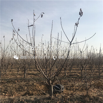 矮化櫻桃樹(shù)樹(shù)苗品種介紹矮化櫻桃樹(shù)樹(shù)苗多少錢一棵