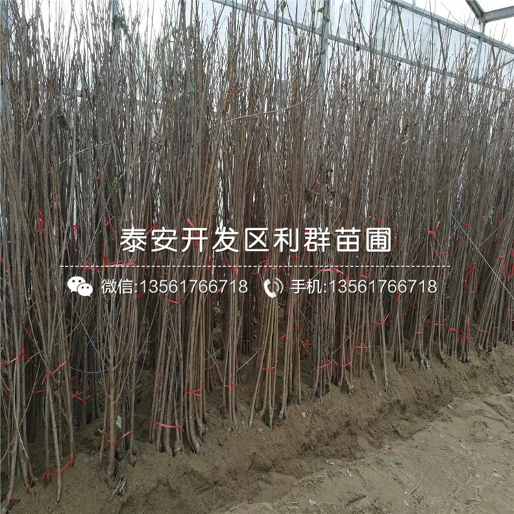 矮化櫻桃樹矮化櫻桃樹批發(fā)基地