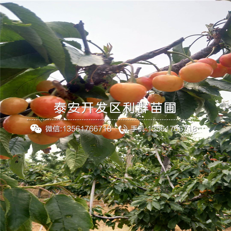 山東大櫻桃樹、山東大櫻桃樹出售