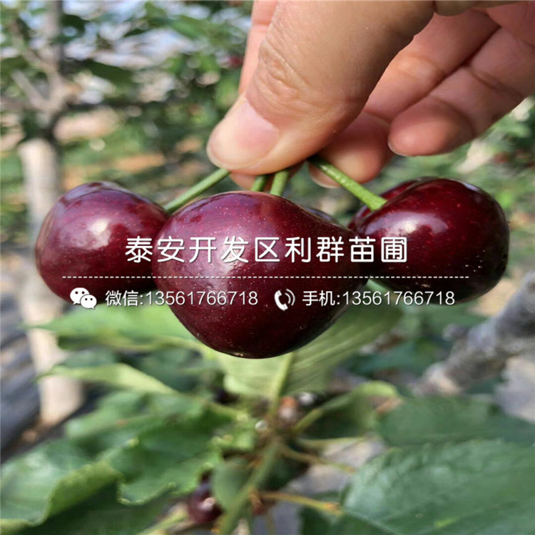 2019年矮化櫻桃樹樹苗多少錢一棵