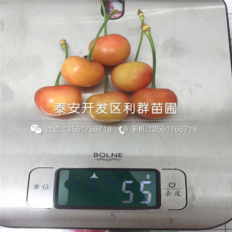 櫻桃樹價格多少