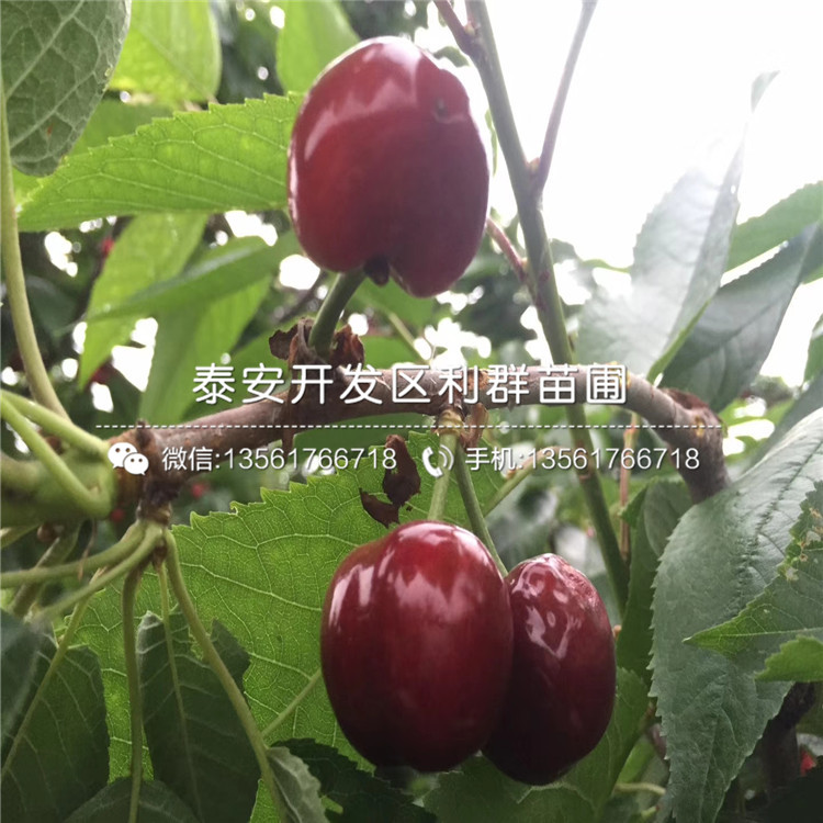 矮化櫻桃樹矮化櫻桃樹批發(fā)基地