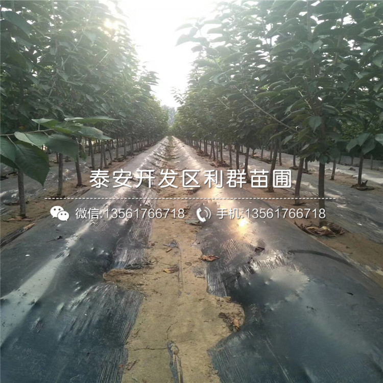 山東櫻桃樹樹苗山東櫻桃樹樹苗報(bào)價(jià)
