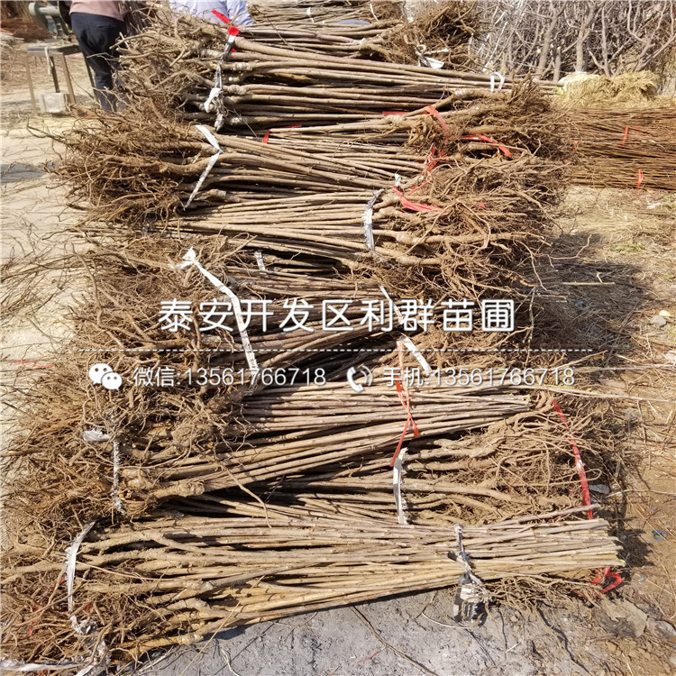 大櫻桃樹價(jià)格