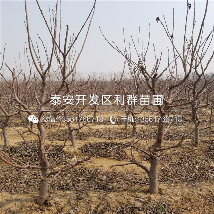 櫻桃樹樹苗出售價(jià)格多少