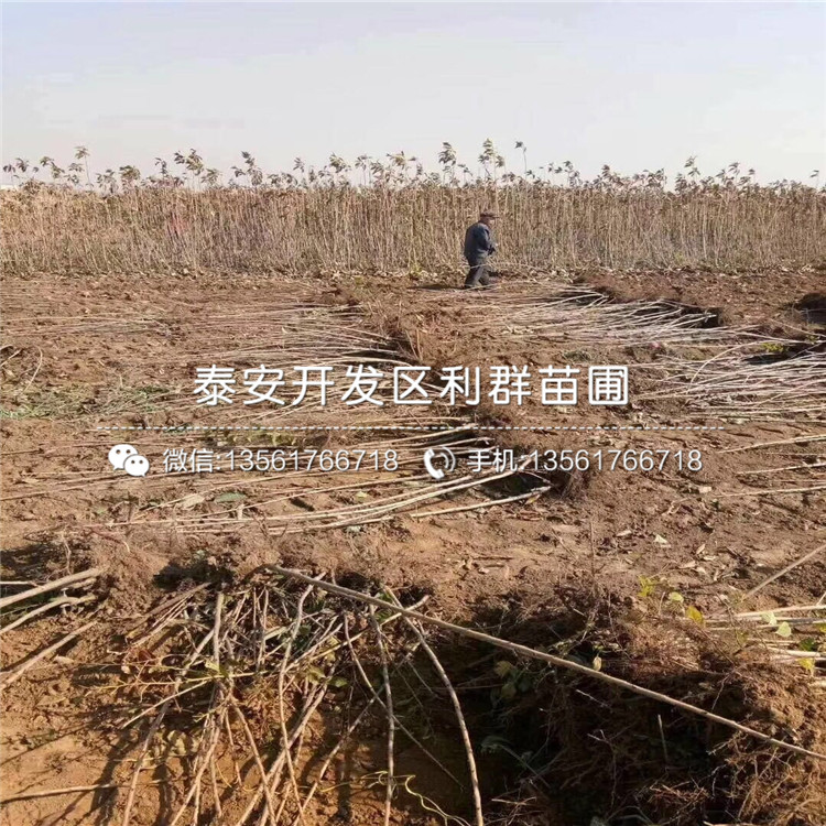 山東矮化櫻桃樹樹苗多少錢