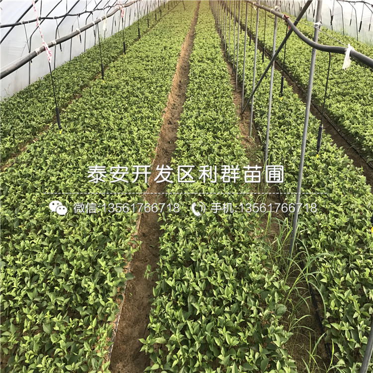 矮化櫻桃樹樹苗、矮化櫻桃樹樹苗價(jià)格