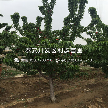 矮化櫻桃樹樹苗、矮化櫻桃樹樹苗價格