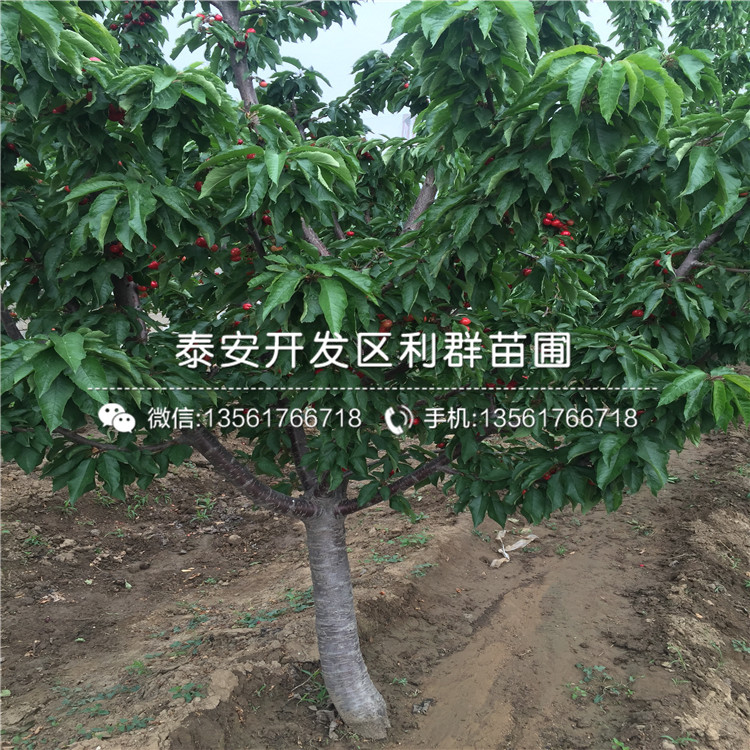 矮化櫻桃樹樹苗、矮化櫻桃樹樹苗價(jià)格