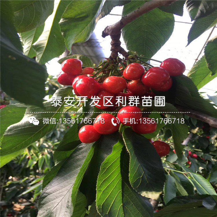 櫻桃樹樹苗出售價(jià)格多少