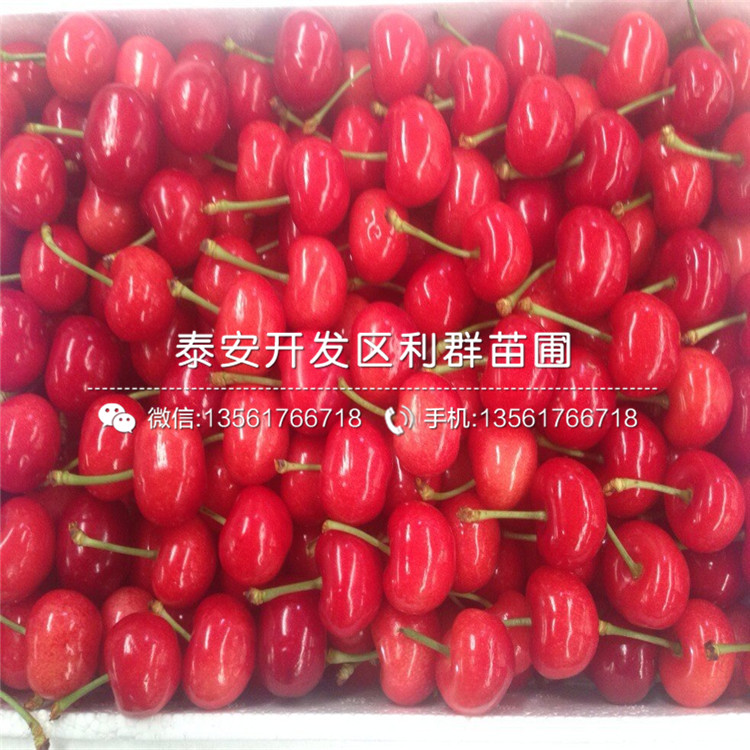 矮化櫻桃樹樹苗矮化櫻桃樹樹苗新品種