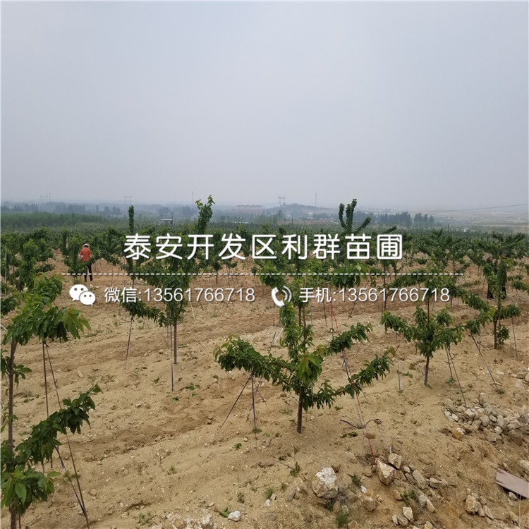 哪里有賣櫻桃樹的