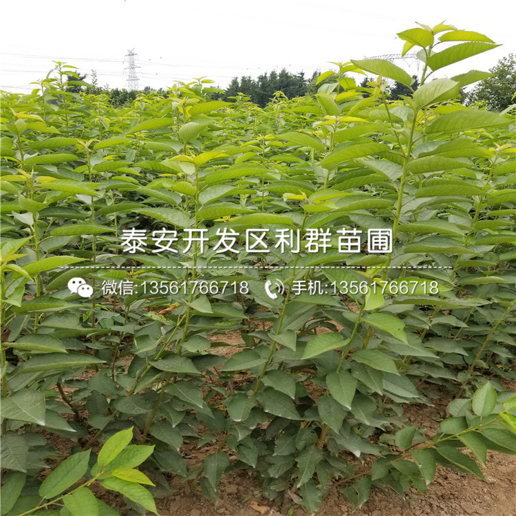 矮化櫻桃樹樹苗矮化櫻桃樹樹苗新品種