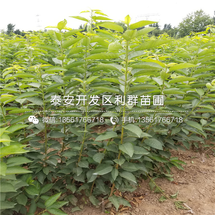 矮化櫻桃樹矮化櫻桃樹價格是多少