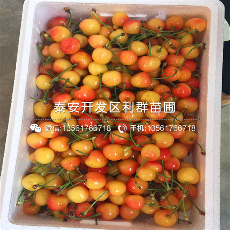 山東矮化大櫻桃樹出售價(jià)格是多少