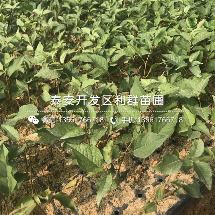 矮化櫻桃樹矮化櫻桃樹價格是多少