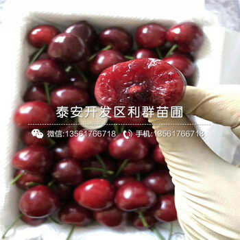 山東矮化大櫻桃樹(shù)出售價(jià)格是多少