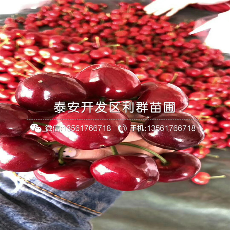 哪里有賣櫻桃樹的