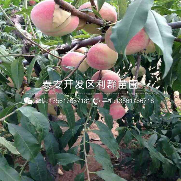桃树实生苗品种、桃树实生苗价格是多少