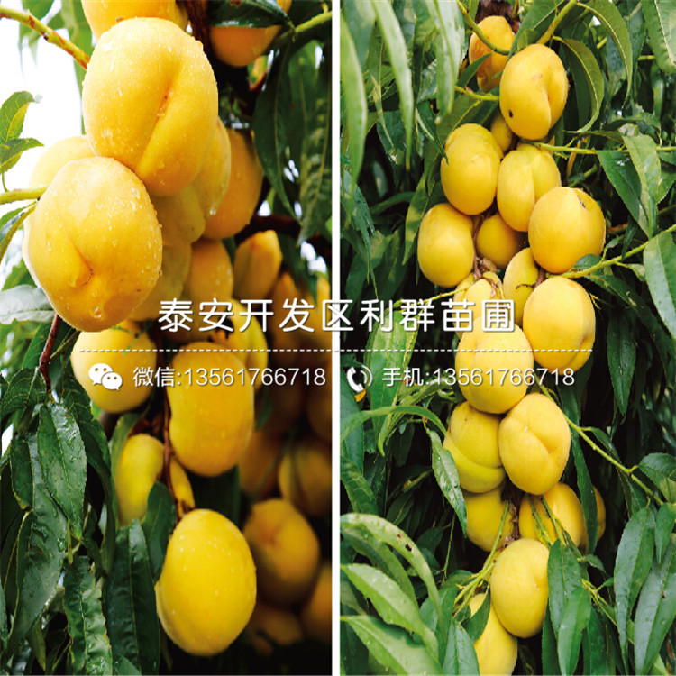 桃樹實生苗報價、桃樹實生苗價格