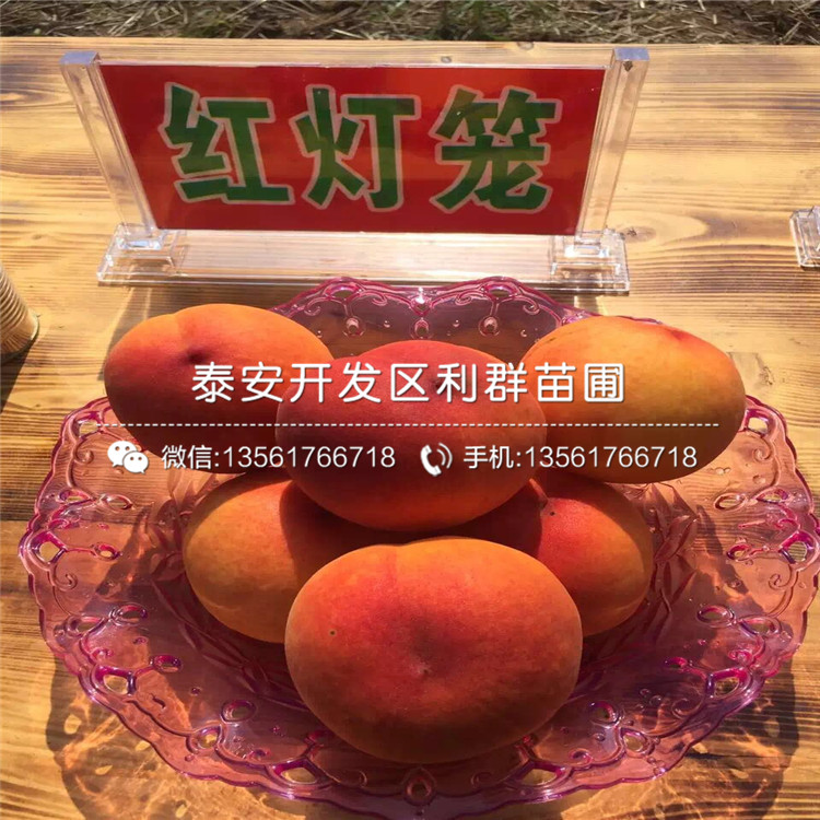 2019年桃樹原生苗報(bào)價(jià)