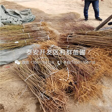 金硕桃苗批发价格是多少图片