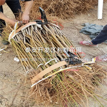 早油蟠蟠桃苗批发价格、早油蟠蟠桃苗多少钱一棵图片