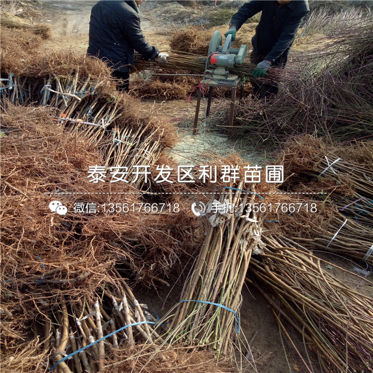 2019年桃樹樹苗多少錢一棵