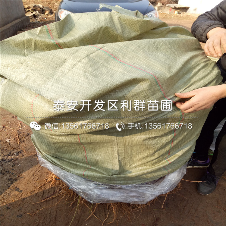 桃樹(shù)樹(shù)苗批發(fā)、桃樹(shù)樹(shù)苗價(jià)格多少