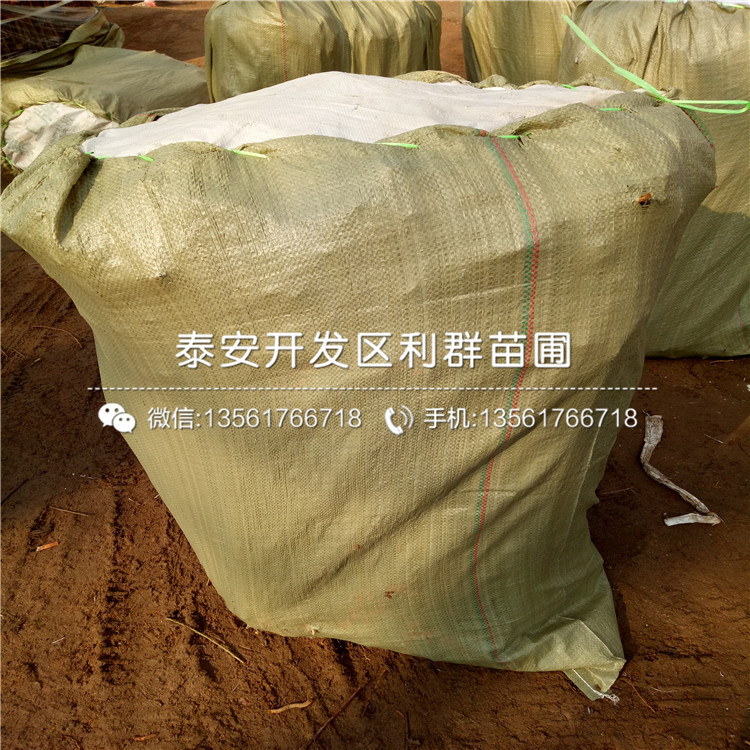 桃樹實生苗報價、桃樹實生苗價格