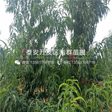 山东秋丽桃苗多少钱、山东秋丽桃苗批发价格图片