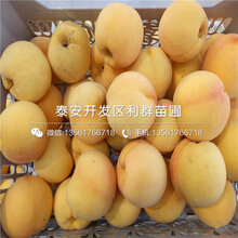 2019年6公分水蜜桃苗、6公分水蜜桃苗价格是多少图片