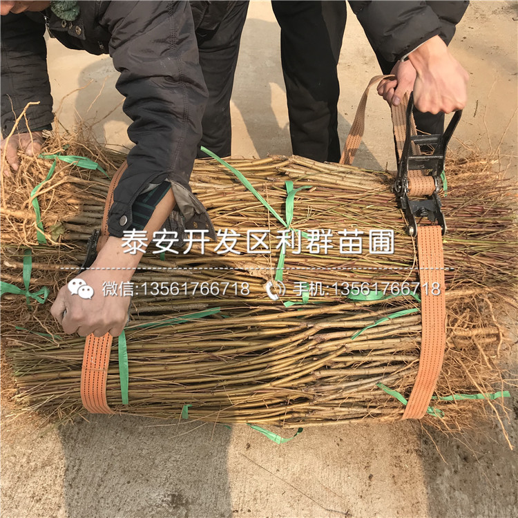 桃樹實生苗報價、桃樹實生苗價格