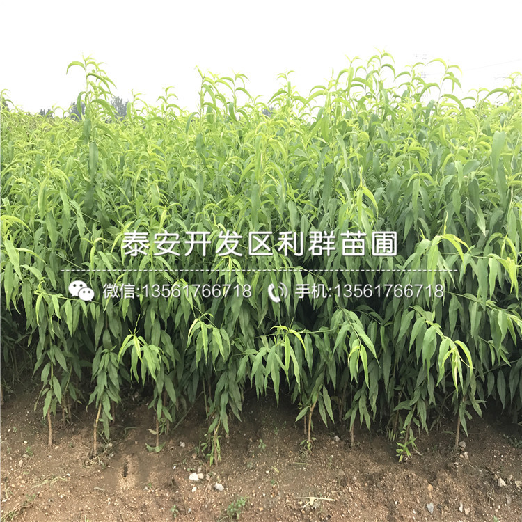 2019年桃樹原生苗報(bào)價(jià)