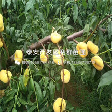 实生桃树苗、实生桃树苗批发基地图片
