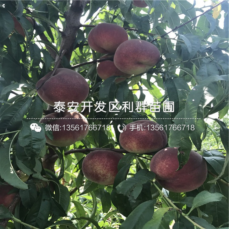 桃樹價(jià)格行情