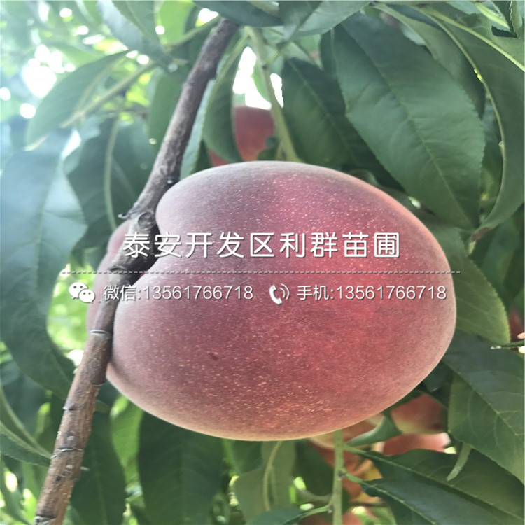 桃树小苗