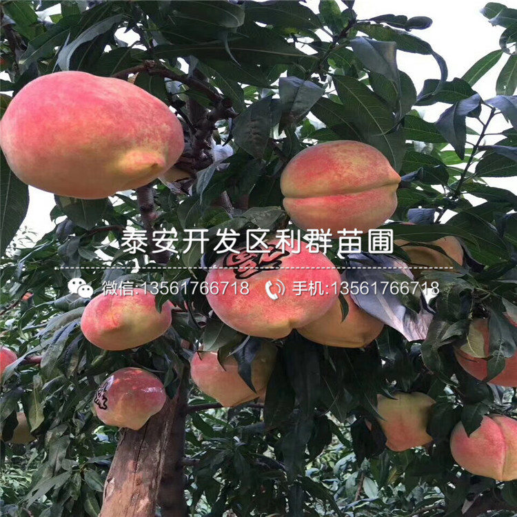 2019年秋雪桃树苗2019年秋雪桃树苗价格