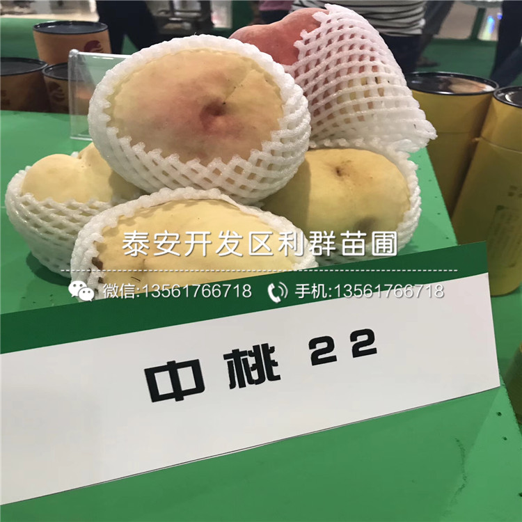 桃樹(shù)樹(shù)苗批發(fā)、桃樹(shù)樹(shù)苗價(jià)格多少
