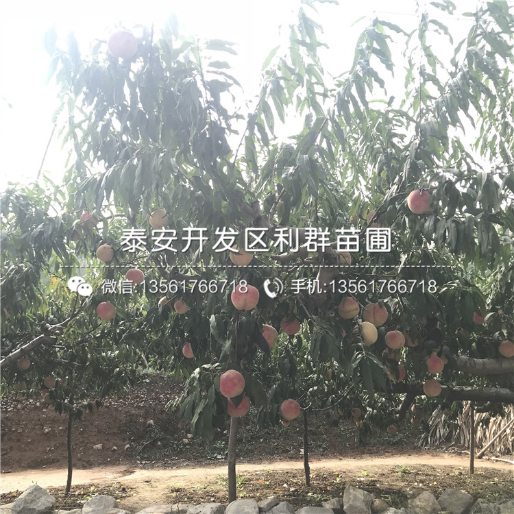 桃树实生苗品种、桃树实生苗价格是多少