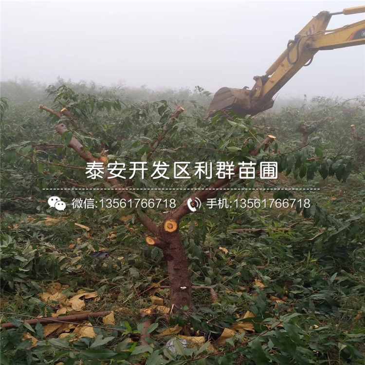 桃樹價位多少