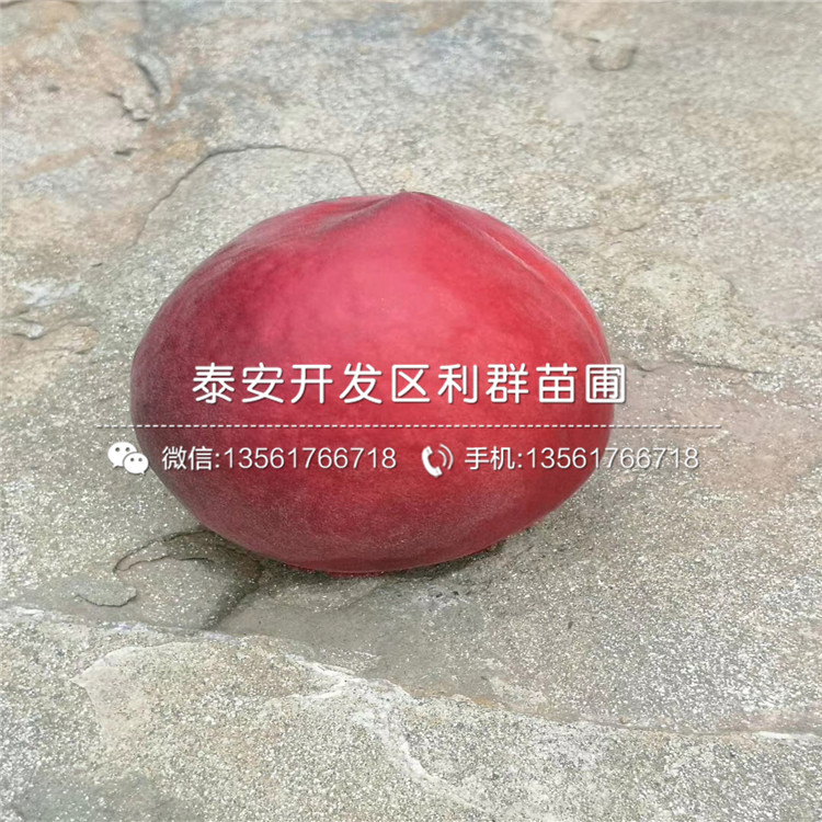 桃樹(shù)樹(shù)苗批發(fā)、桃樹(shù)樹(shù)苗價(jià)格多少