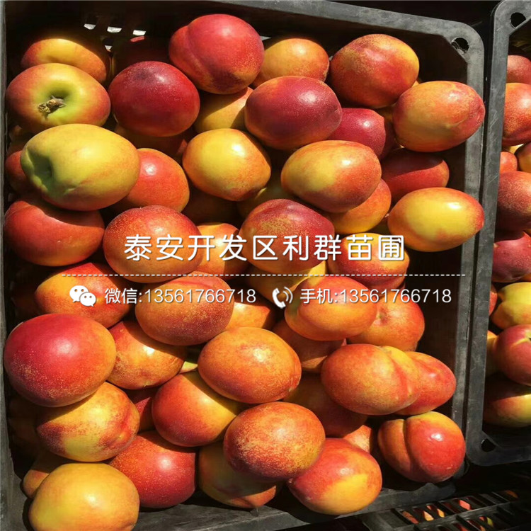 桃樹(shù)樹(shù)苗批發(fā)、桃樹(shù)樹(shù)苗價(jià)格多少