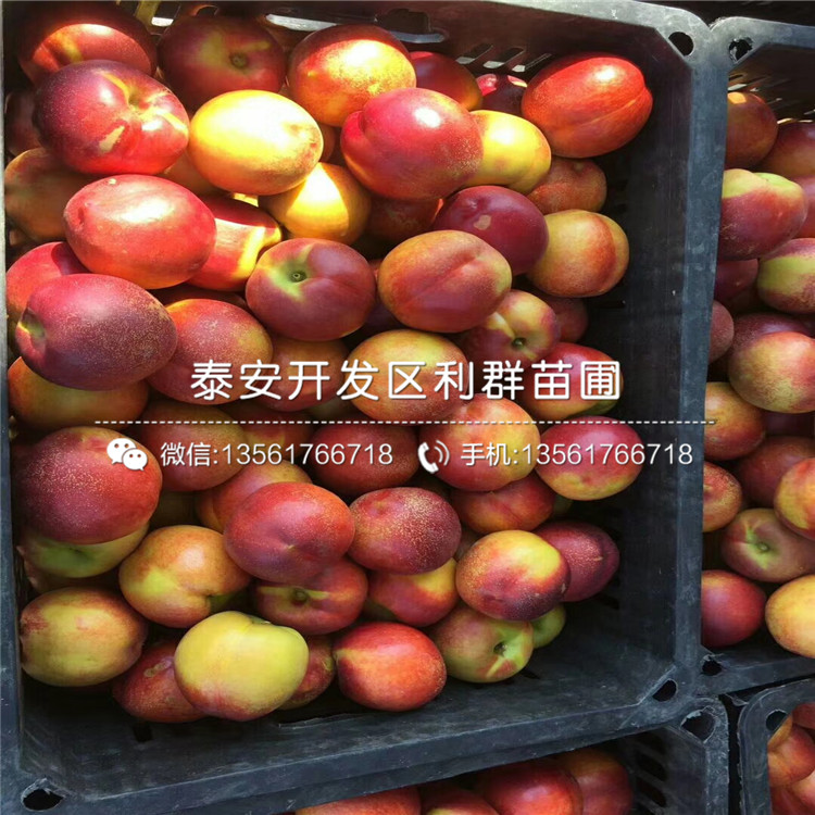 2019年桃樹原生苗、桃樹原生苗價格是多少