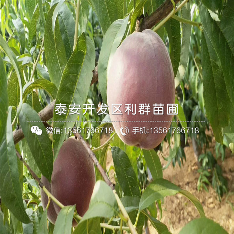 桃树小苗