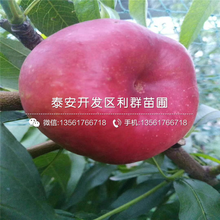 2019年桃樹樹苗多少錢一棵