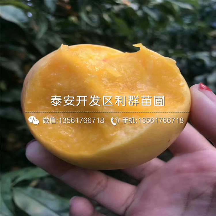 2019年桃樹樹苗多少錢一棵