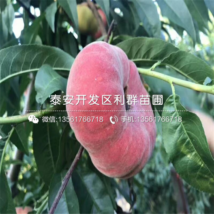 桃樹價(jià)格行情