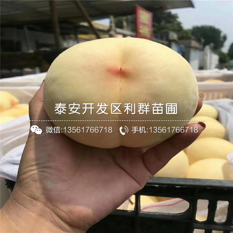 2019年桃樹樹苗多少錢一棵